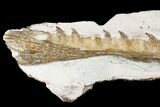 Fossil Mosasaur (Tethysaurus) Jaw Section - Asfla, Morocco #180852-1